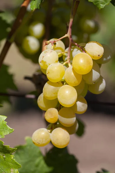 포도 나무에 잘 익은 와인 포도의 무리의 클로즈업. — 스톡 사진