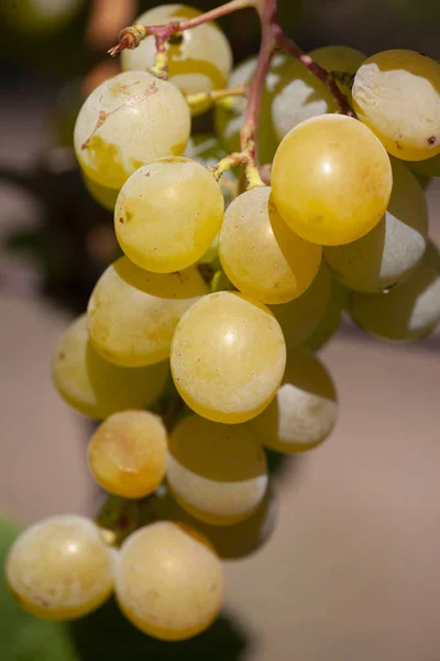 Zbliżenie pęczków dojrzałych winogron winiarskich na winorośli. — Zdjęcie stockowe