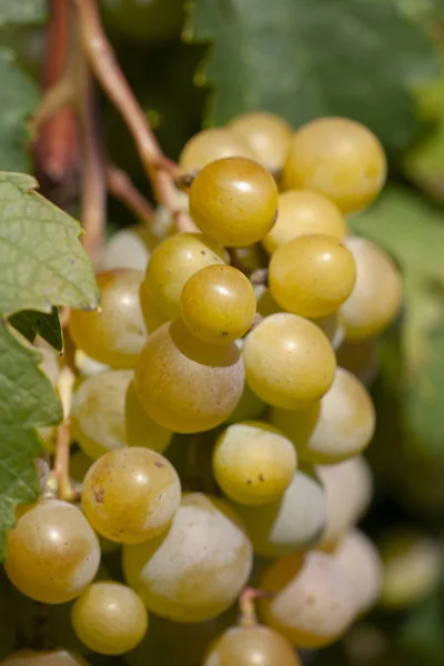 포도 나무에 잘 익은 와인 포도의 무리의 클로즈업. — 스톡 사진