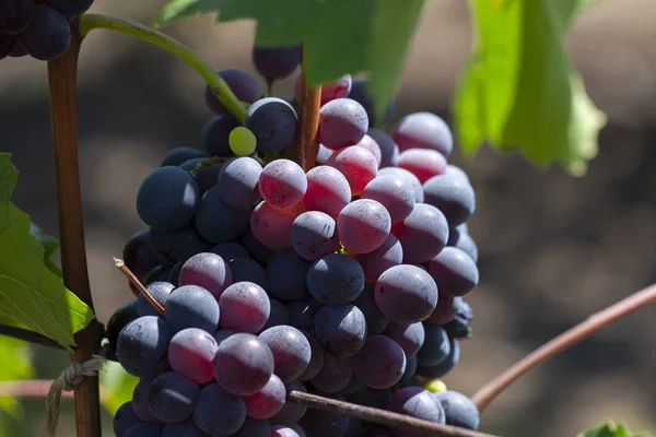 Primer plano de racimos de uvas tintas maduras en vid, enfoque selectivo. — Foto de Stock