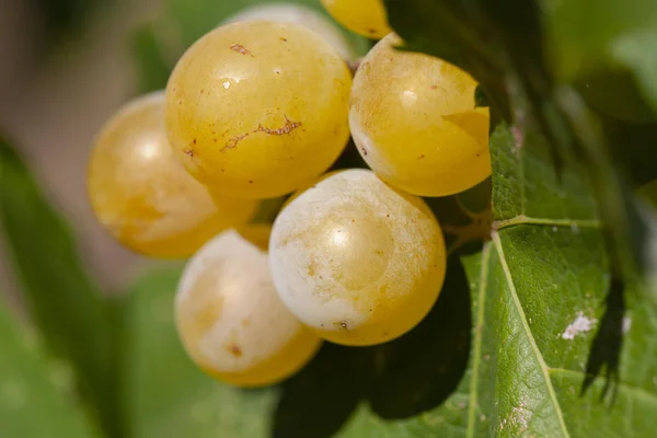 Close-up of bunches of ripe wine grapes on vine. — Stock Photo, Image