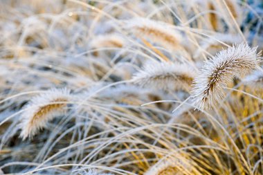 Pennisetum alopecuroides, fountaingrass soğuk kış aylarında donmuş. Ormental çim Bahçe kapatın. Çince çimen ya da bataklık çim kış sezonunda Çeşme