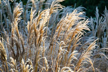 Pennisetum alopecuroides, fountaingrass soğuk kış aylarında donmuş. Ormental çim Bahçe kapatın. Çince çimen ya da bataklık çim kış sezonunda Çeşme