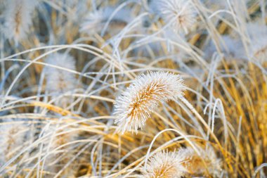 Frozen pennisetum alopecuroides, fountaingrass during cold winter. Close up of ormental grass in garden. Chinese fountain grass or swamp grass during winter season clipart