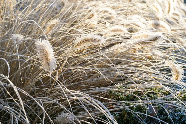 Замороженный Pennisetum Alopecuroides Fountaingrass Время Холодной Зимы Закрыть Декоративную Траву — стоковое фото