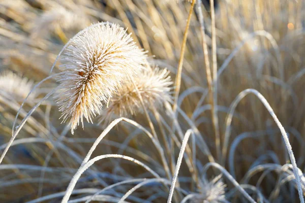 Замороженный Pennisetum Alopecuroides Fountaingrass Время Холодной Зимы Закрыть Декоративную Траву — стоковое фото