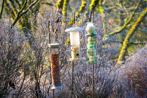 Vogelfutterhäuschen Mit Gemischtem Saatgut Schönen Garten Während Des Gefrorenen Winters — Stockfoto