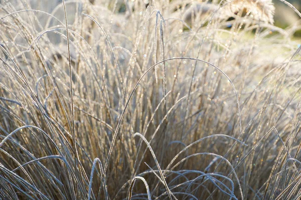 Замороженный Pennisetum Alopecuroides Fountaingrass Время Холодной Зимы Закрыть Декоративную Траву — стоковое фото