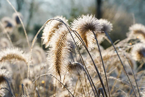 Замороженный Pennisetum Alopecuroides Fountaingrass Время Холодной Зимы Закрыть Декоративную Траву — стоковое фото