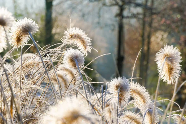 冷凍チカラシバ 寒い冬の間に Fountaingrass 身体の草の庭のクローズ アップ 中国の泉草や冬のシーズン中沼草 — ストック写真