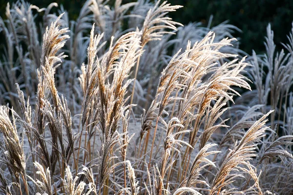 Замороженный Pennisetum Alopecuroides Fountaingrass Время Холодной Зимы Закрыть Декоративную Траву — стоковое фото