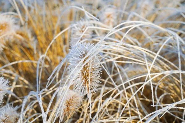 Frozen Pennisetum Alopecuroides Fountaingrass Cold Winter Close Ormental Grass Garden — Stock Photo, Image