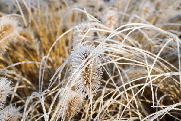 Замороженный Pennisetum Alopecuroides Fountaingrass Время Холодной Зимы Закрыть Декоративную Траву — стоковое фото