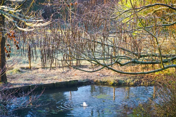 Zima Rybníka Přírodní Krásné Zahradě Zobrazení Šířku Letní Ráno Mráz — Stock fotografie