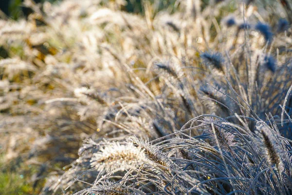 冷凍チカラシバ 寒い冬の間に Fountaingrass 身体の草の庭のクローズ アップ 中国の泉草や冬のシーズン中沼草 — ストック写真