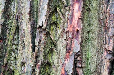 Close up an old tree bark during winter season, texture and background.