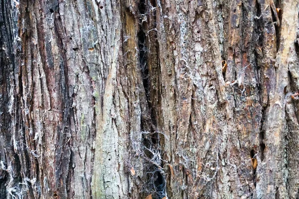 Cerrar Una Corteza Árbol Vieja Durante Temporada Invierno Textura Fondo —  Fotos de Stock