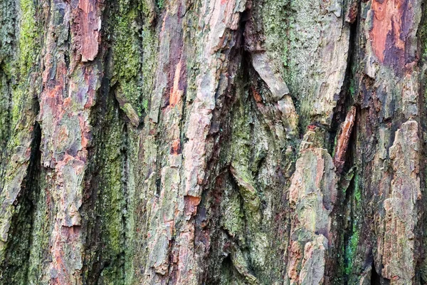 Cerrar Una Corteza Árbol Vieja Durante Temporada Invierno Textura Fondo — Foto de Stock
