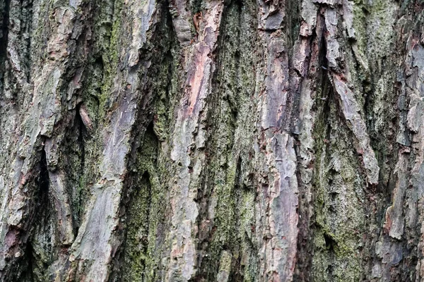 Feche Uma Casca Árvore Velha Durante Temporada Inverno Textura Fundo — Fotografia de Stock