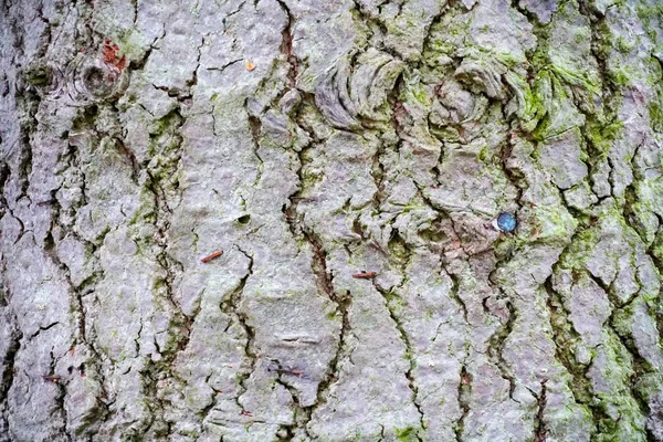Κλείνω Ένα Παλιό Φλοιό Δέντρων Κατά Διάρκεια Της Χειμερινής Περιόδου — Φωτογραφία Αρχείου