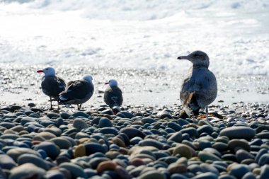 Kayalık bir plajda martıları, sonraki denize yakın çekim ve daha önce günbatımı zamanı. California, San Diego, La Jolla