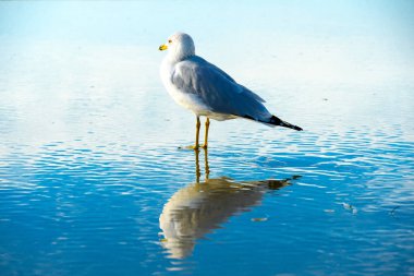 Martı sahilde günbatımı zamanı önce su, onun yansıması ile kapatın. California, San Diego, La Jolla Beach