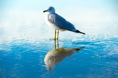 Martı sahilde günbatımı zamanı önce su, onun yansıması ile kapatın. California, San Diego, La Jolla Beach