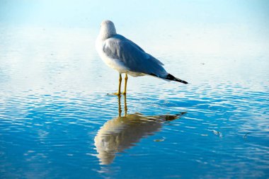 Martı sahilde günbatımı zamanı önce su, onun yansıması ile kapatın. California, San Diego, La Jolla Beach
