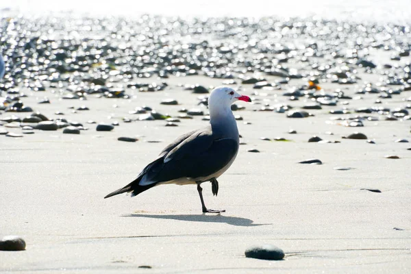 Close Seagulls Rocky Beach Next Sea Sunset Time California San — Stock Photo, Image