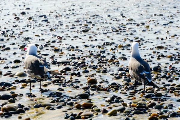 Primer Plano Las Gaviotas Una Playa Rocosa Junto Mar Antes — Foto de Stock