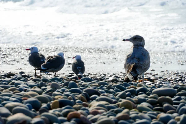 Close Seagulls Rocky Beach Next Sea Sunset Time California San — Stock Photo, Image