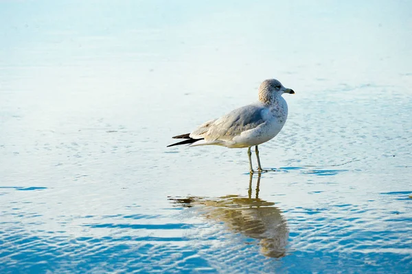 Feche Gaivota Praia Com Seu Reflexo Água Antes Pôr Sol — Fotografia de Stock