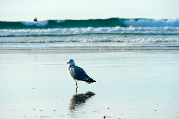 Feche Gaivota Praia Com Seu Reflexo Água Antes Pôr Sol — Fotografia de Stock