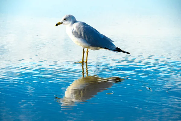 Feche Gaivota Praia Com Seu Reflexo Água Antes Pôr Sol — Fotografia de Stock