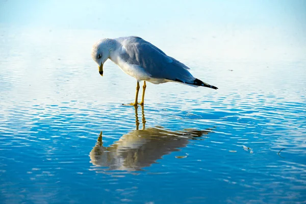 Feche Gaivota Praia Com Seu Reflexo Água Antes Pôr Sol — Fotografia de Stock