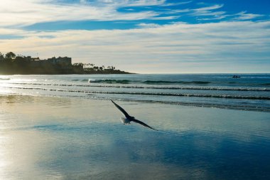 Önce günbatımı zamanı plaj üzerinde uçan martı. California, San Diego, La Jolla Beach