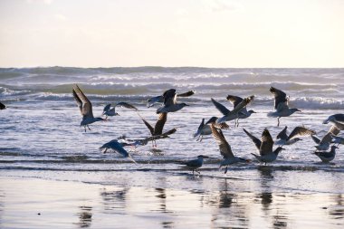 Sahildeki martılar ve su onların yansıma günbatımı zamanı sırasında grup. Martı siluet arka planda da Denizi.