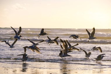 Sahildeki martılar ve su onların yansıma günbatımı zamanı sırasında grup. Martı siluet arka planda da Denizi.