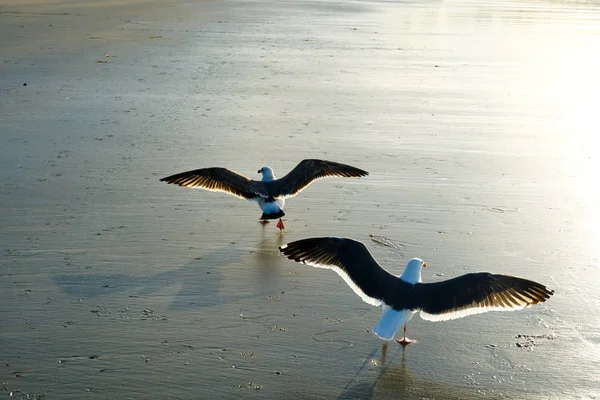 Gaivotas Praia Brincando Umas Com Outras Antes Pôr Sol Califórnia — Fotografia de Stock