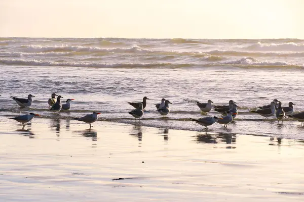 Möwengruppe Strand Und Ihre Spiegelung Auf Dem Wasser Während Des — Stockfoto