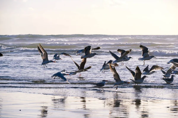 Möwengruppe Strand Und Ihre Spiegelung Auf Dem Wasser Während Des — Stockfoto