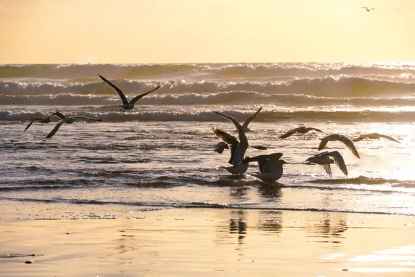 Möwengruppe Strand Und Ihre Spiegelung Auf Dem Wasser Während Des — Stockfoto