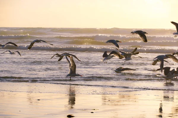 Möwengruppe Strand Und Ihre Spiegelung Auf Dem Wasser Während Des — Stockfoto