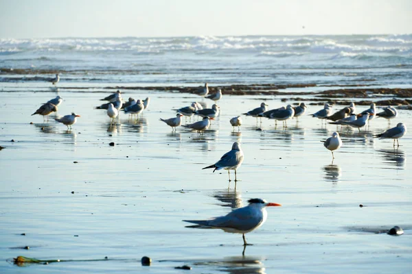 Gruppe Von Möwen Strand Vor Der Dämmerung Strand Von Kalifornien — Stockfoto