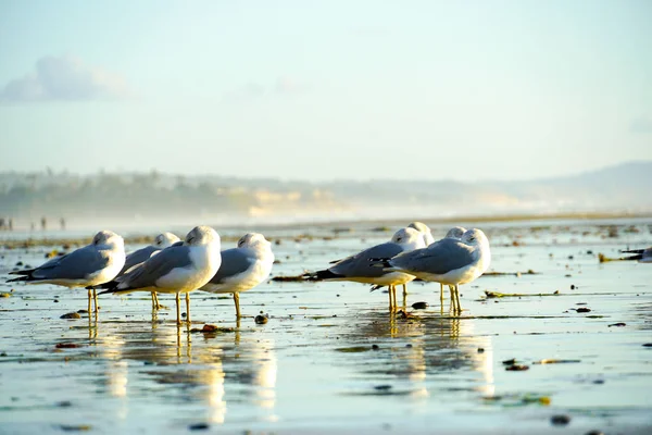 Gruppe Von Möwen Strand Vor Der Dämmerung Strand Von Kalifornien — Stockfoto