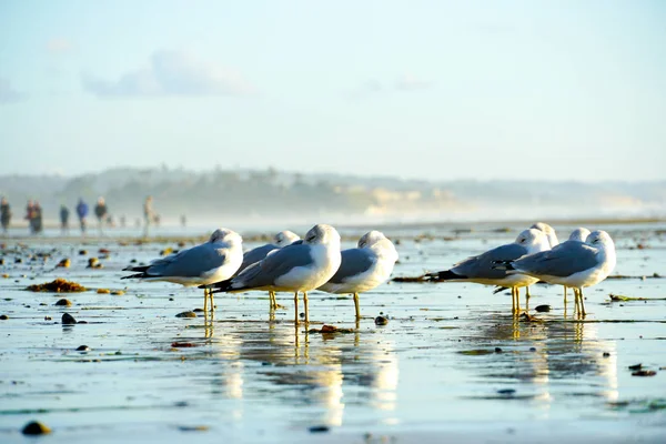 Gruppe Von Möwen Strand Vor Der Dämmerung Strand Von Kalifornien — Stockfoto