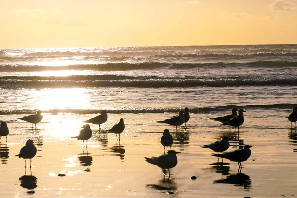 Möwengruppe Strand Und Ihre Spiegelung Auf Dem Wasser Während Des — Stockfoto