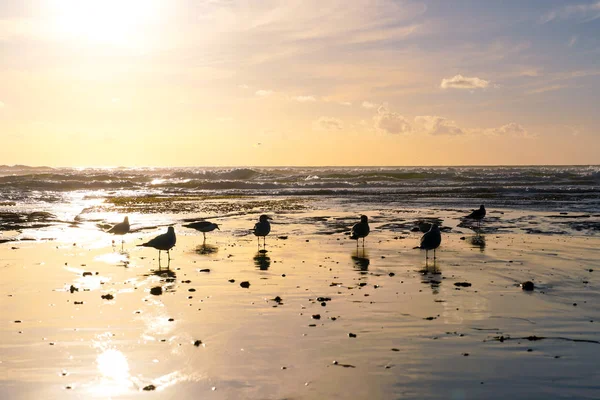 Grupo Gaviotas Playa Reflexión Sobre Agua Durante Puesta Del Sol — Foto de Stock