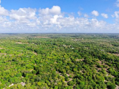 Tropikal orman, ormanda Praia yapmak Forte, Brezilya Hava görünümünü. Yemyeşil ağaçlar eğrelti otları ve avuç içi destekleyen bir orman ayrıntılı hava görünümünü. dağ ve tepeler tarafından herdem yeşil orman kaplı.