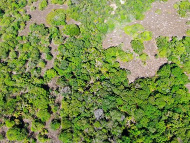 Tropikal orman, ormanda Praia yapmak Forte, Brezilya Hava görünümünü. Yemyeşil ağaçlar eğrelti otları ve avuç içi destekleyen bir orman ayrıntılı hava görünümünü. dağ ve tepeler tarafından herdem yeşil orman kaplı.